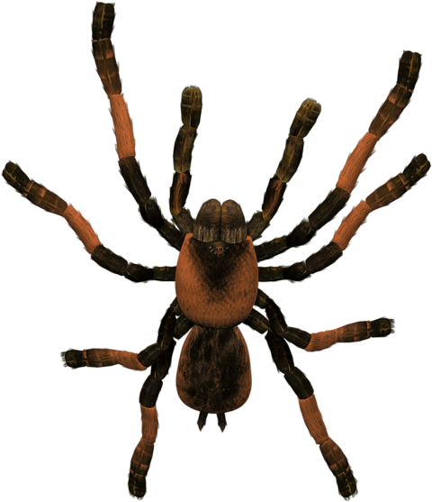 Spider Animal Tarantula insect PNG Photo