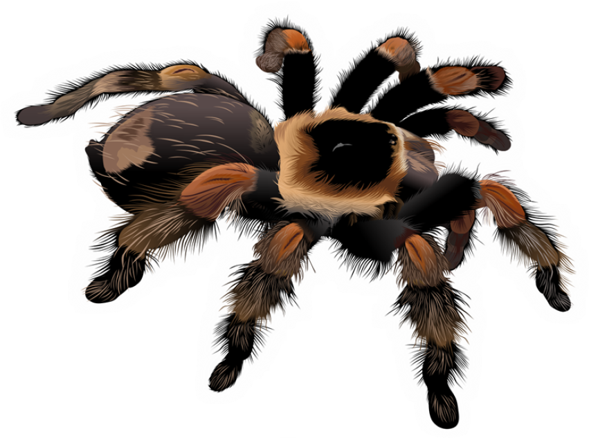 Tarantula PNG Image Transparent Free Download