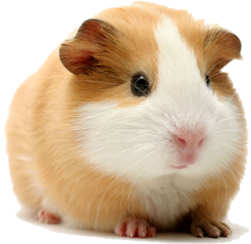 Hand Painted Guinea Pig PNG Image Cartoon Free Download