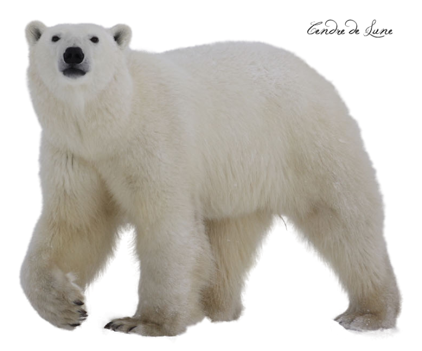 Download free Polar Bear PNG Image No Background