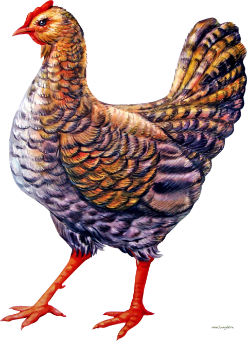 Multi color hen chicken PNG free download