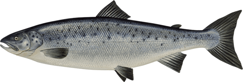 Marine Mammal Salmon Fish PNG Image Free Download