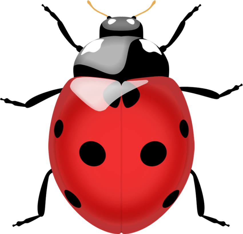 Animated Ladybird Beetle PNG Birds Animal Free Download