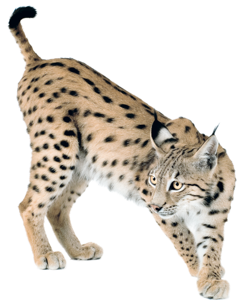 Ibarian Lynxe PNG Photo Transparent bckground