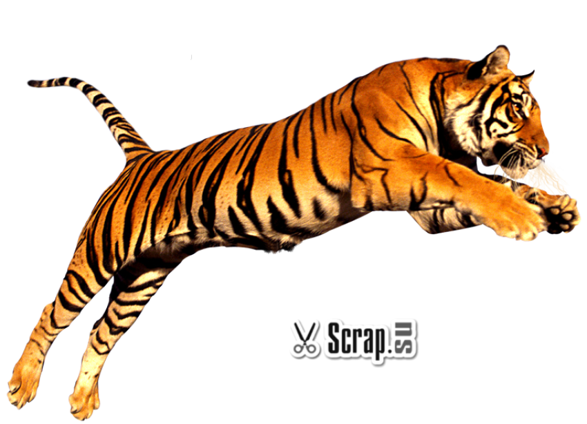 Tiger PNG jump pose free download