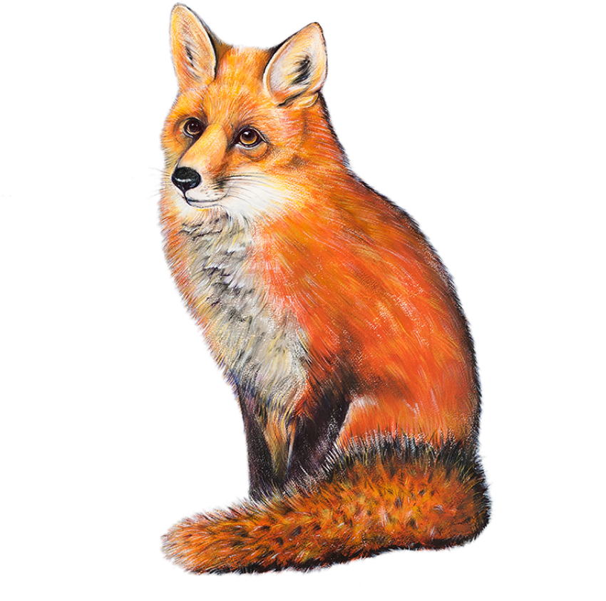 Red Fox Looking on Transparent Clipart PNG Image