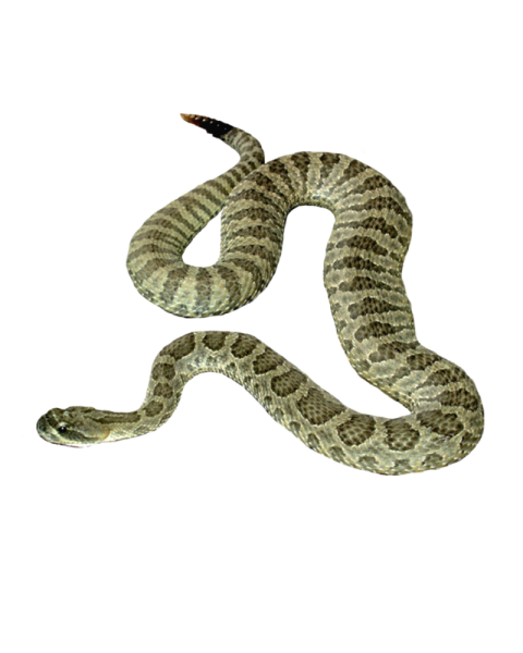 A Green Cobra illustration Anaconda PNG Clip Art Image