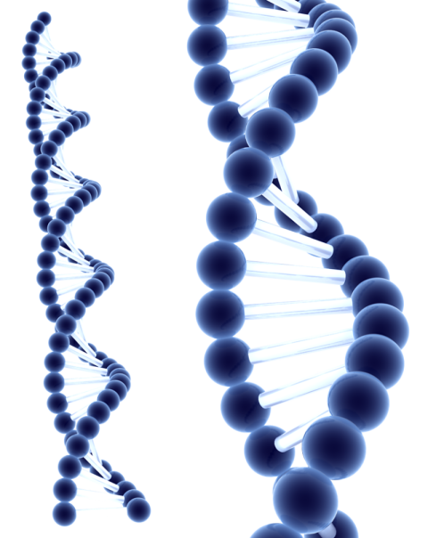 DNA Transparent PNG Biological DNA Image Free Download