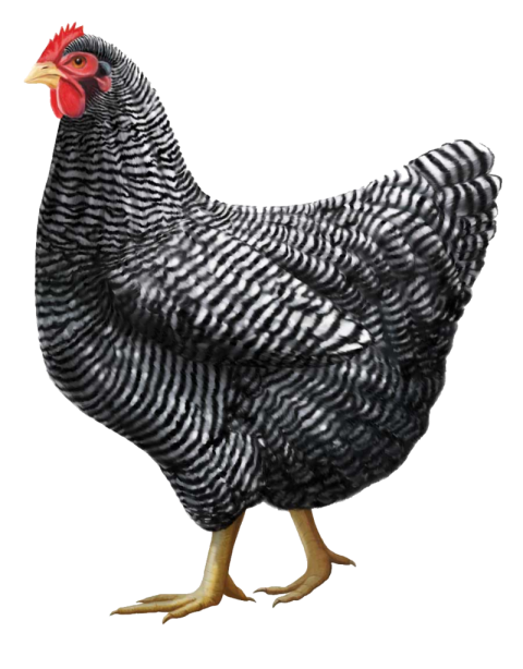 Black hen chicken PNG free download image
