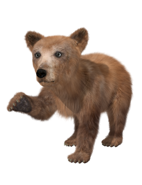 Cute Litter Kodiak Brown Bear PNG Transparent Image