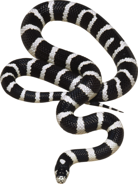 California Kingsnake PNG Picture Free Download