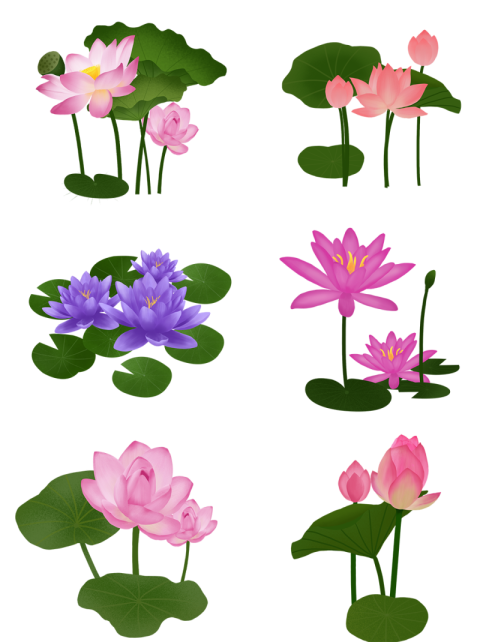 Lotus PNG Sticker Free Transparent Background Image