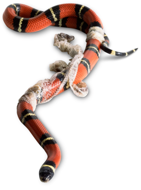 3D Isolated Kingsnake PNG Image Free Download