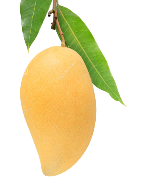 Smooth Juicy Mango Fresh Fruit PNG Free Download