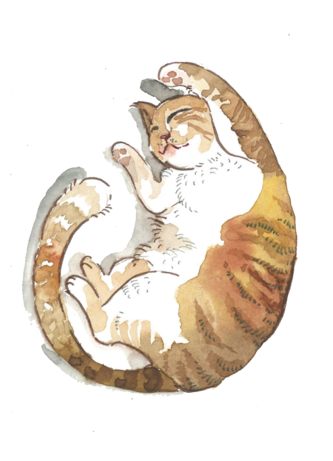 Cat cute cute lying cat PNG Free Download