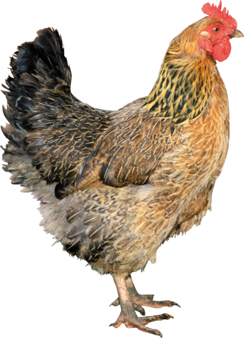 Rooster PNG Chicken Transparent Free Background