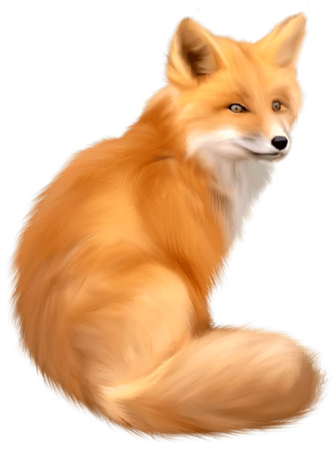 Transparent Background Red Fox PNG Picture Free Download