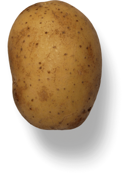 Fresh Potato With Black Dot,Yukon Gold Potato,HD Potato Photo Free Download PNG Image,Transparent Background