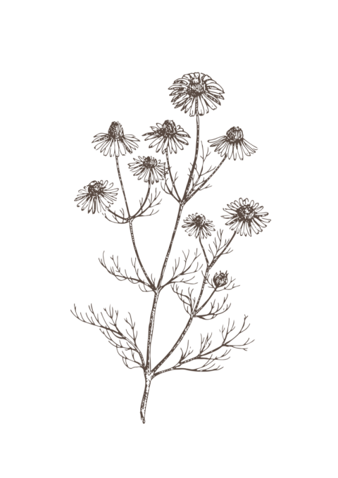 Roman Chamomile German Oxeeye Daisy Plant With Transparent PNG Free download