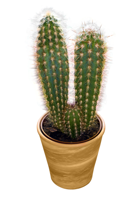 Desert Cactus PNG Plant Image with Transparent Background