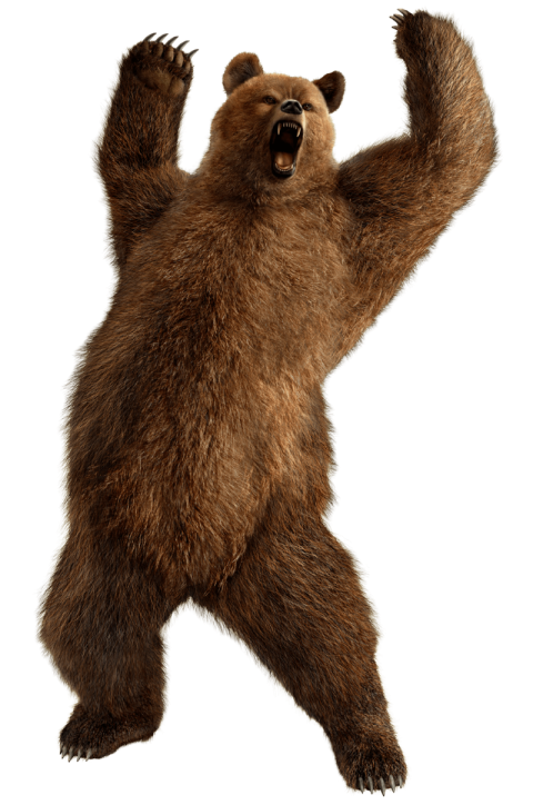 Illustration Standing Kodiak Brown Bear PNG Animal Image