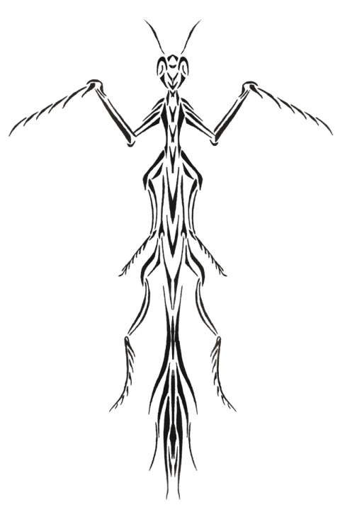 Illustration Mantis PNG Outline Image & Sketch Image Of Mantis Animals PNG Free download