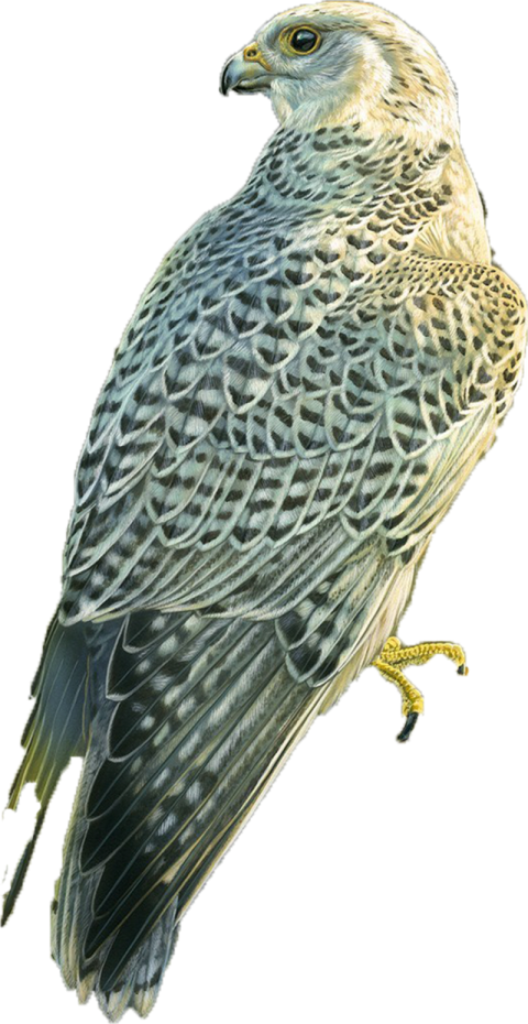 Eagle PNG image with transprante background free downloader
