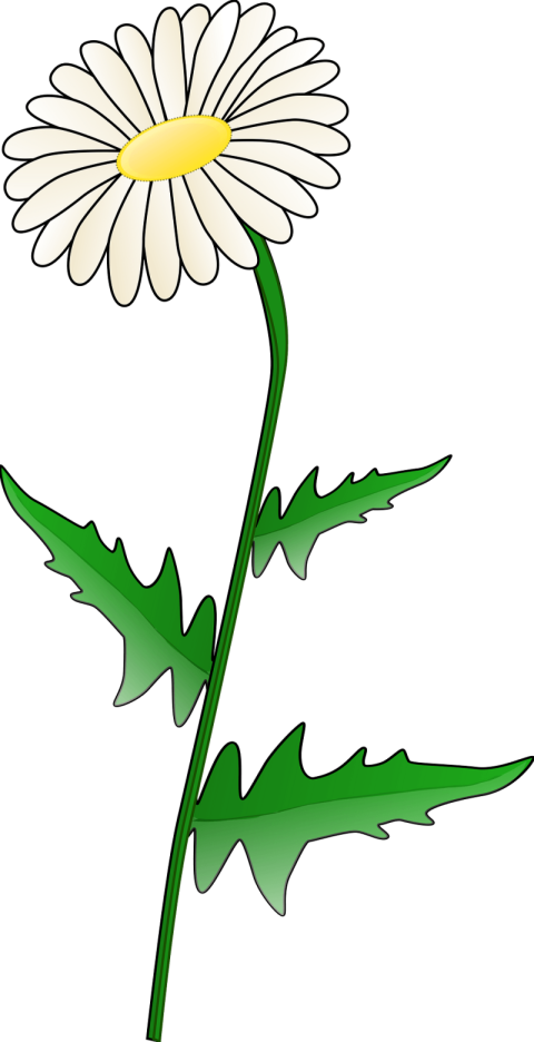 Download Free Chamomile Plant PNG Picture With Transparent background