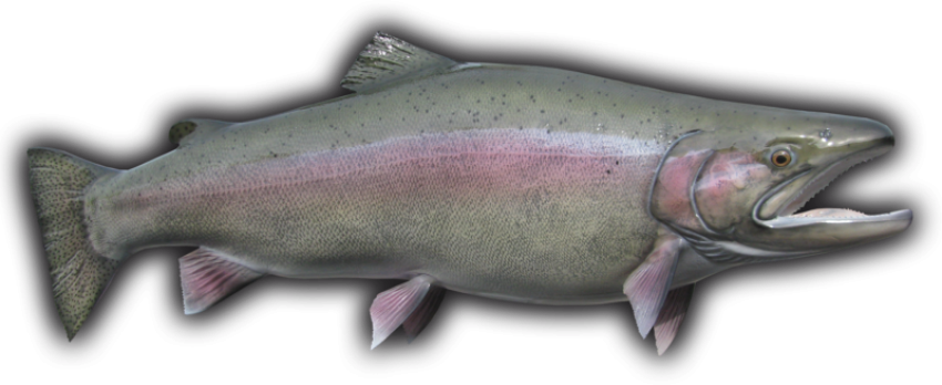 Rainbow Trout SVG  PNG Clipart Image