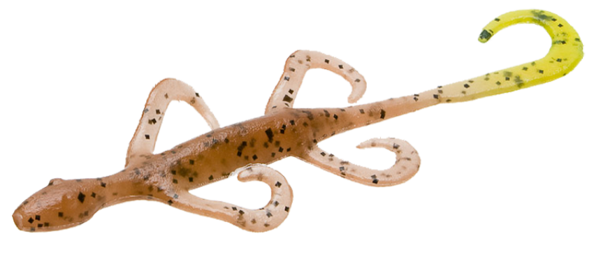 Worm Lizard on the Transparent PNG Photo