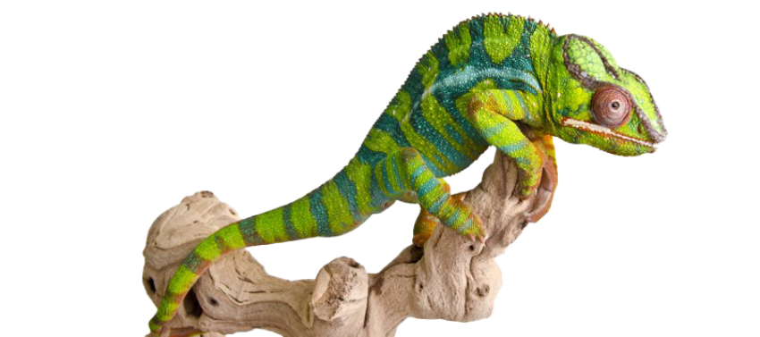 Lizard Reptile PNG Animal Free Download