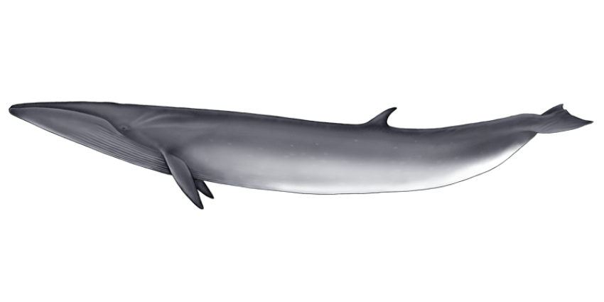 Baleia whale fish