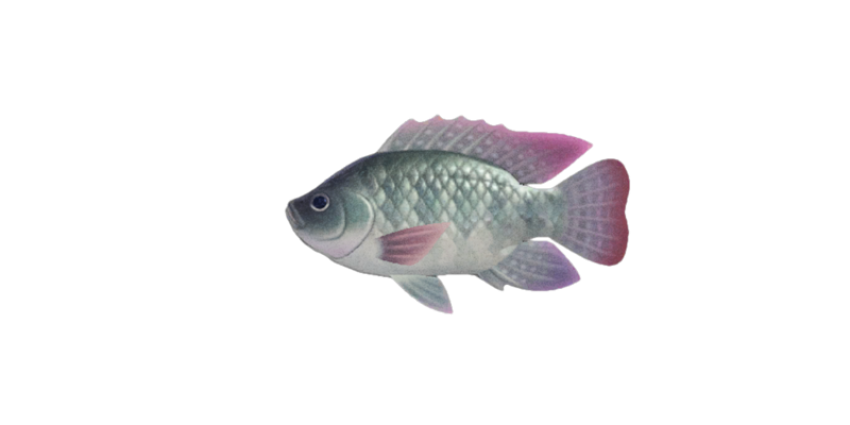 Nile Tilapia Wildlife PNG mammal animal image Free Download