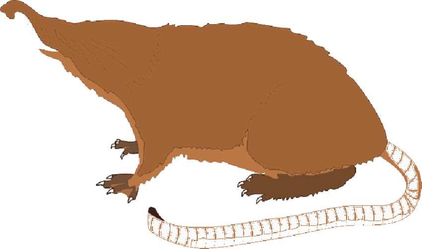 Mole Mammal Animal PNG Icon Free Transparent Background