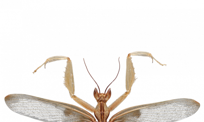 HD Svg Clipart Half Mantis PNG image transparent Background