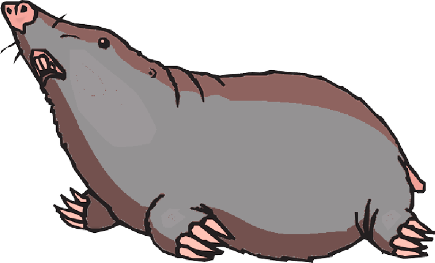 Ground Looking Mole Animal HD PNG Download