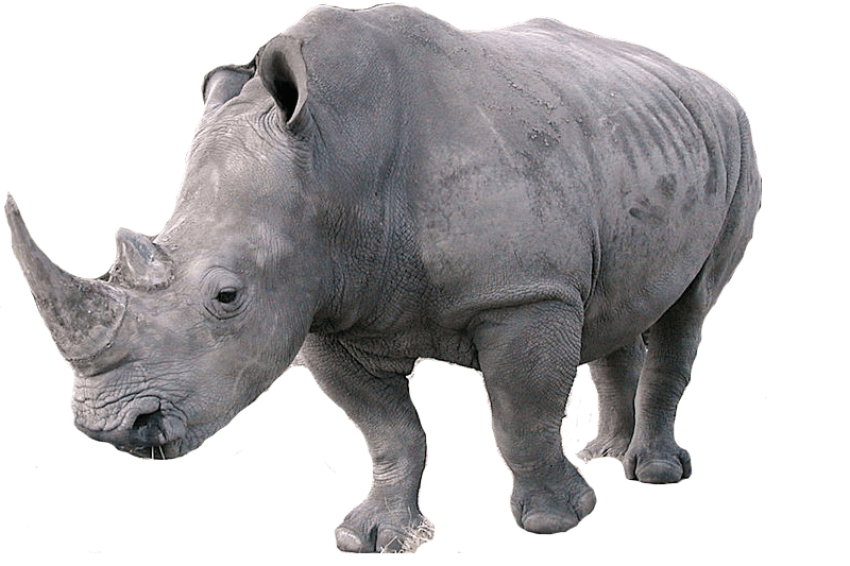 African Rhinoceros PNG Aniaml Image