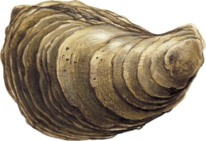 Download Free PNG Pacific Oyster PNG Photo