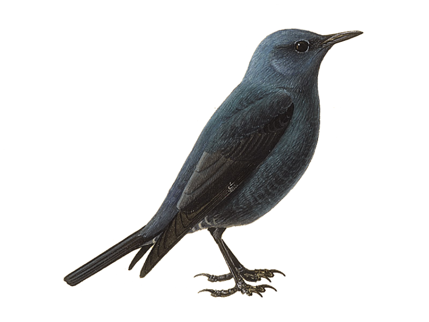 Thrush On the Transparent PNG Photo Free download