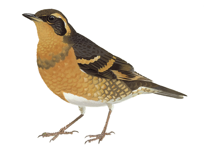 Al Mistle Thrush isolated on Transparent  PNG Image