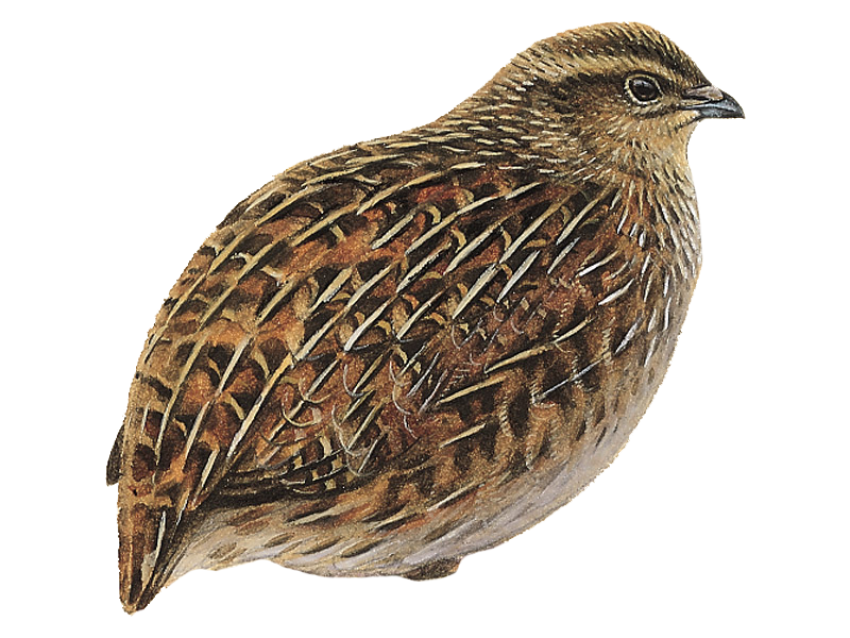 Quail Resting Transparent PNG Image