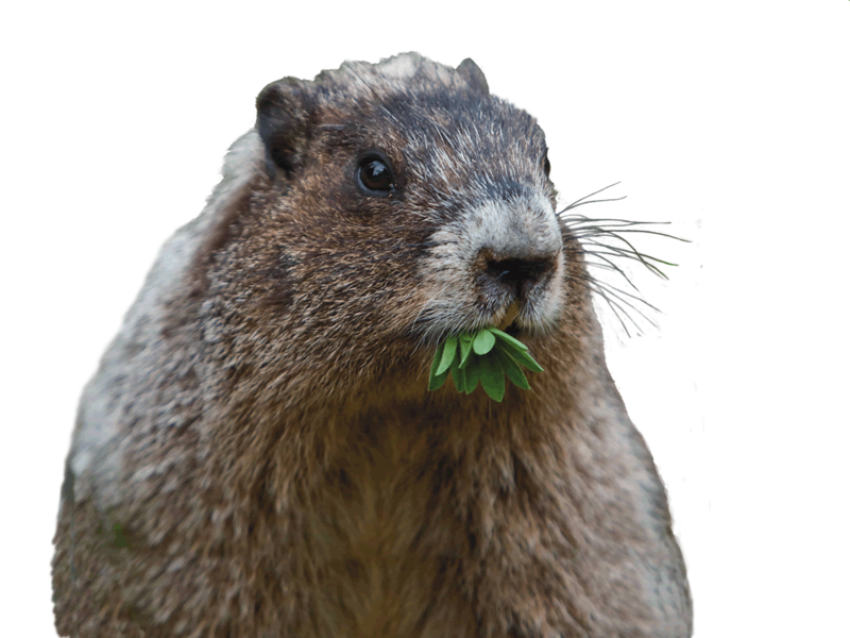 Groundhog PNG Image Free Download