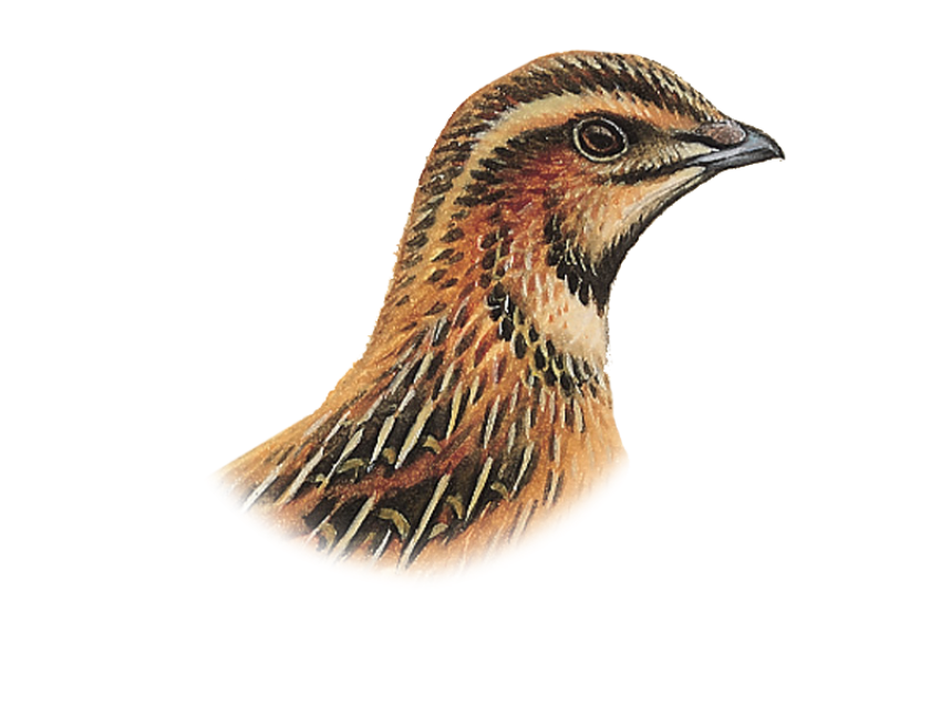 HD Quail Head PNG Image Free Transparent Background