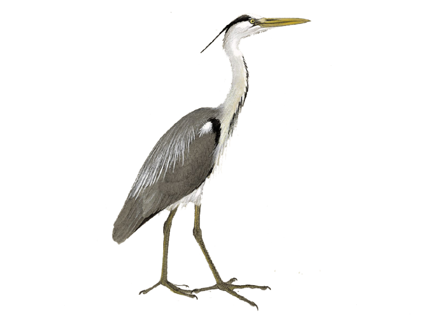 Heron Bird PNG Image Download Free Background