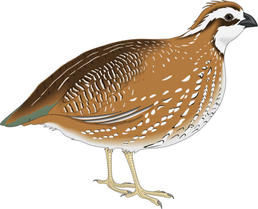 Quail PNG Image Free Download