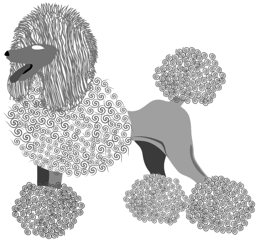 Poodle Dog Breed Facts And Infomation Wag PNG Image