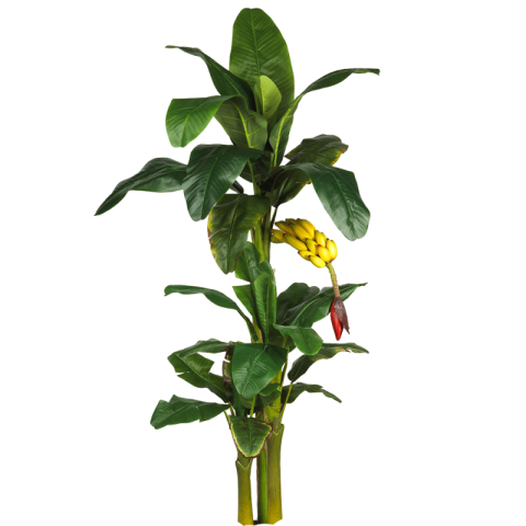 Banana Tree Plant PNG Clipart Cool Fruit PNG Free Small Tree Transparent