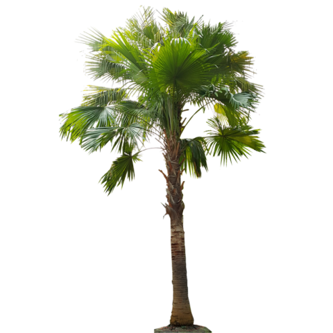 Download palm Tree PNG Transparent