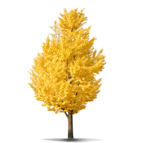 Download PNG Yellow & Golden Tree PNG Free Transparent