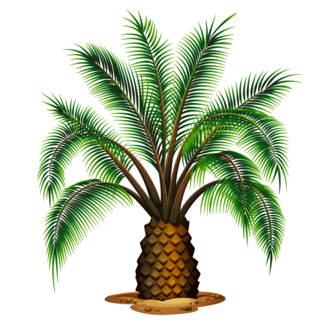 Coconut Tree Clipart PNG Transparent Background